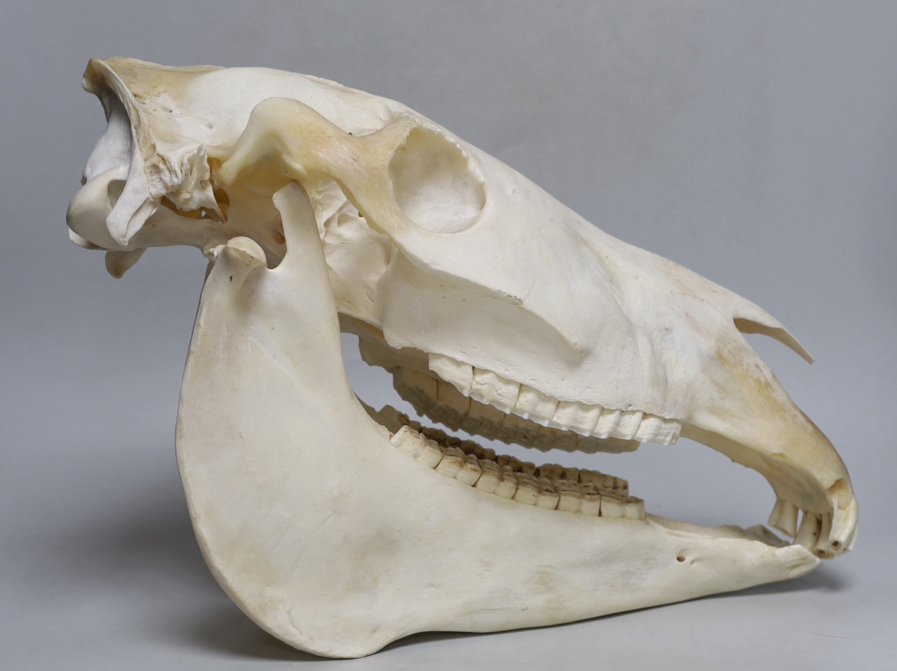 A zebra skull, approximately 30cm high, 45cm long